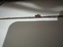 The roach we killed