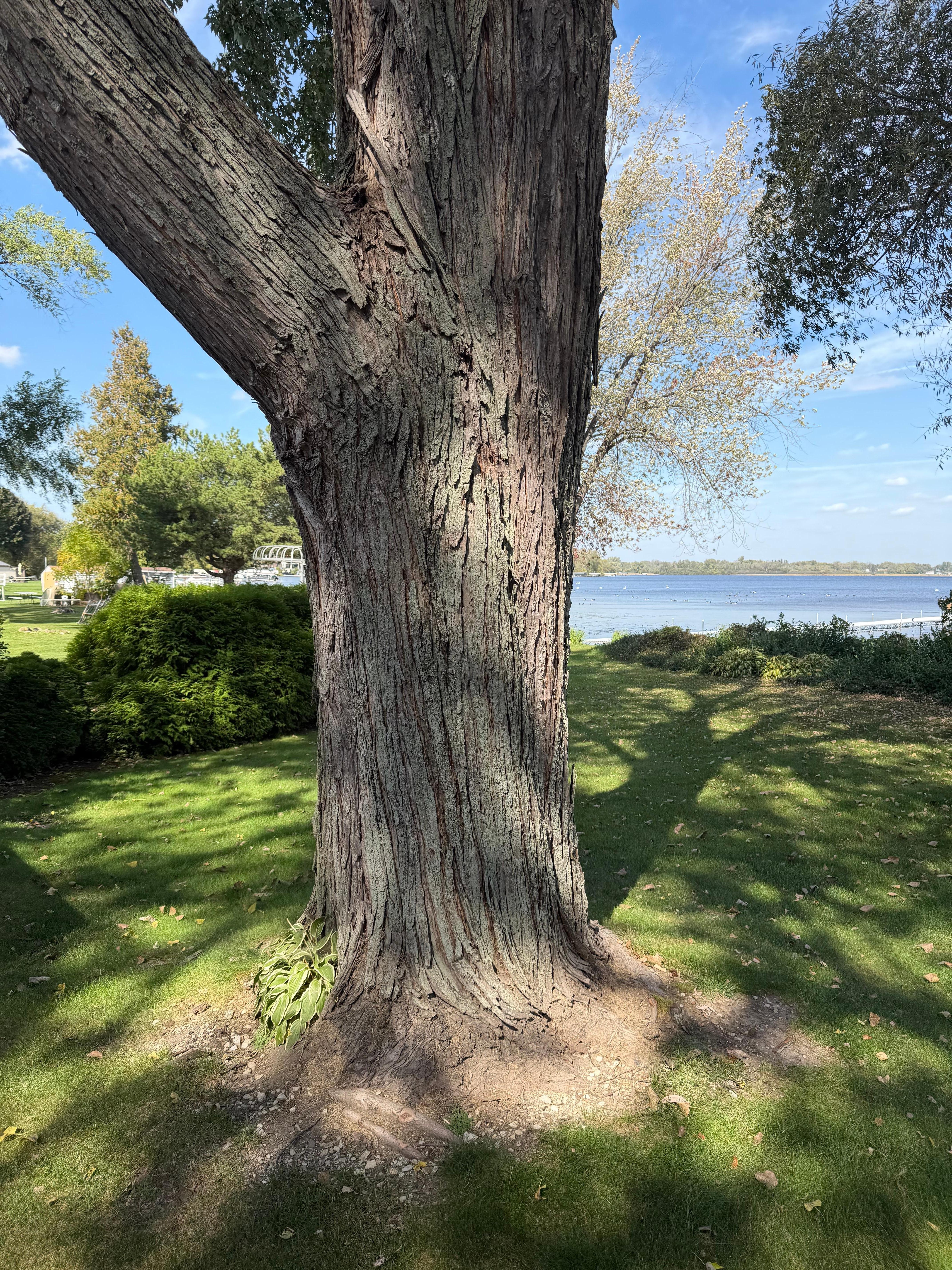 Silver Maple in the yard. 