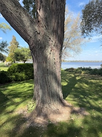 Silver Maple in the yard.