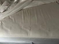 Evidence of bed bugs. 👎🏻
