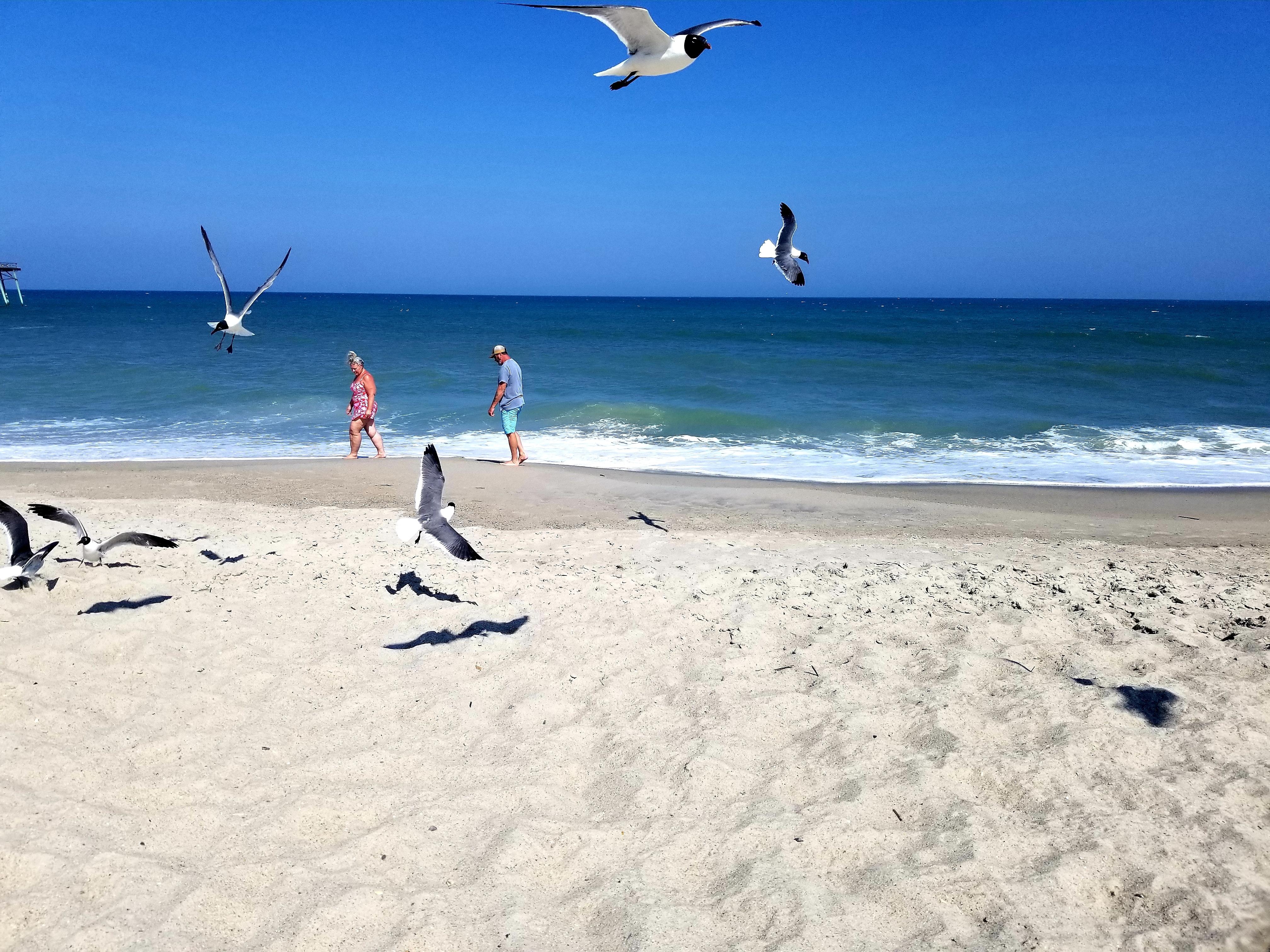 Fun watching the ocean and beautiful seagulls