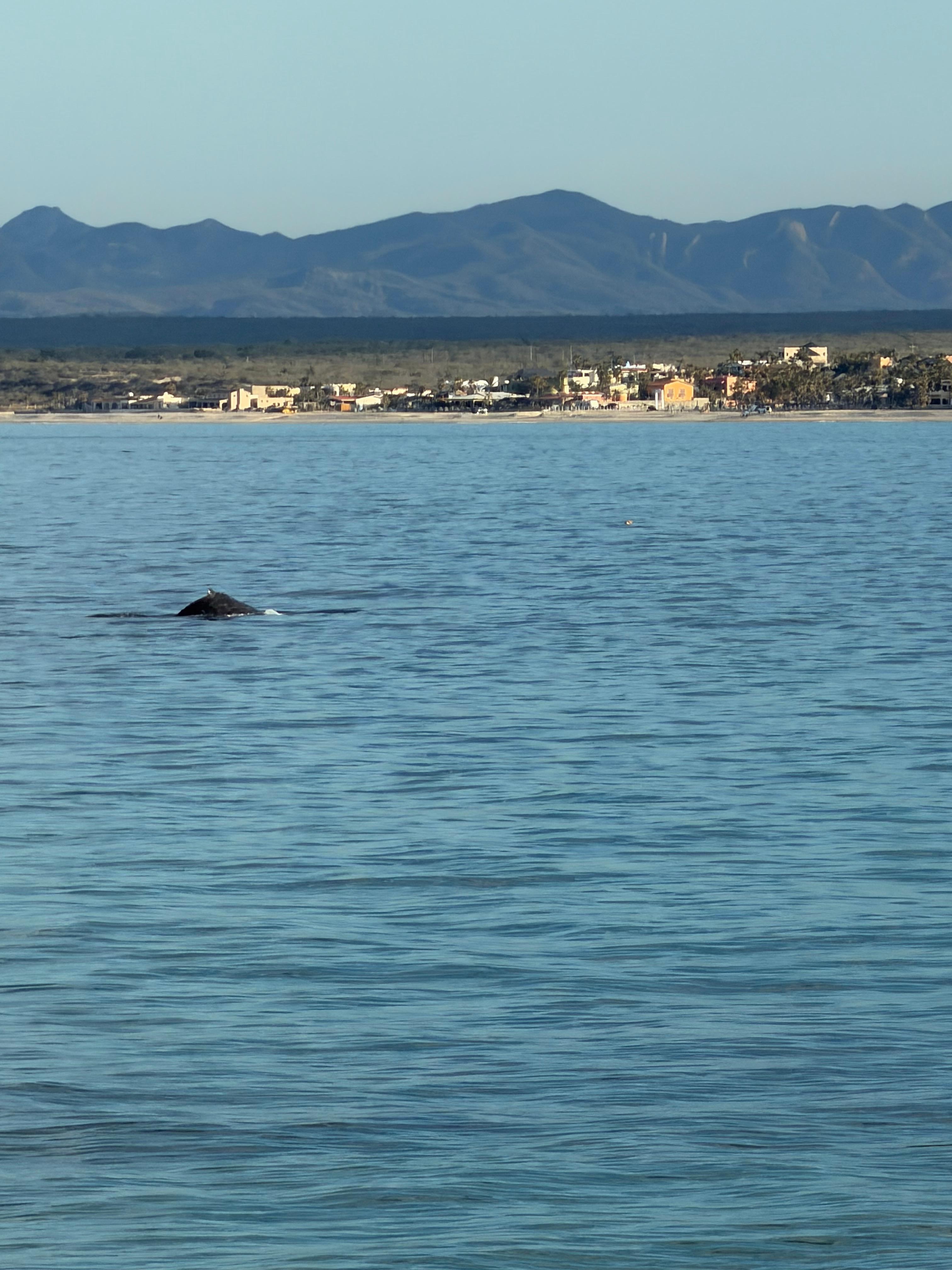A whale off the beach