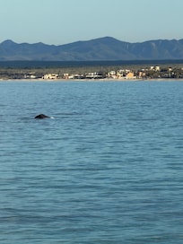A whale off the beach