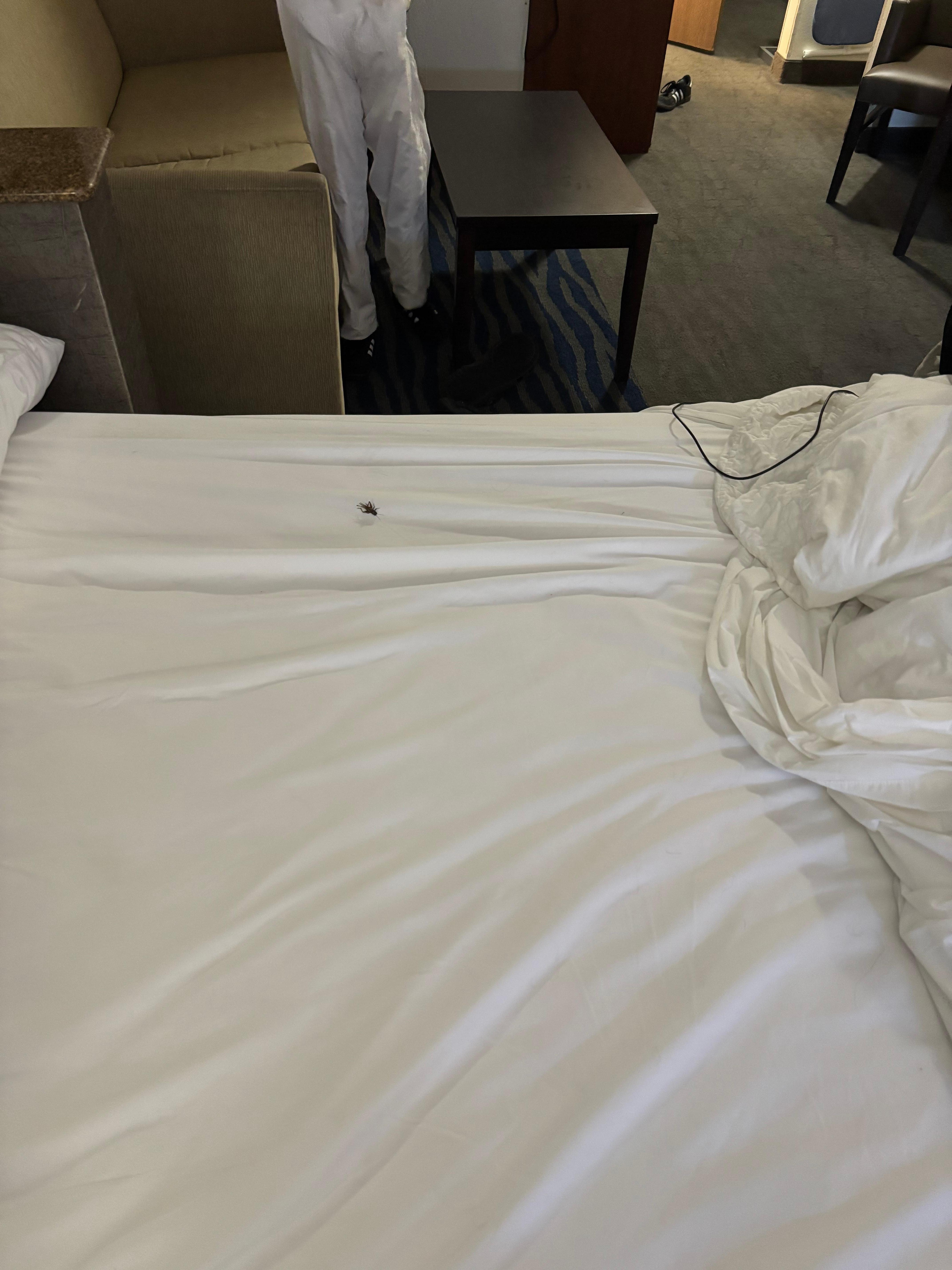 Dead roach