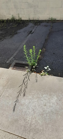Weeds in front of the unit