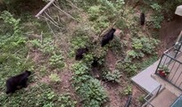 Family walking back into the woods