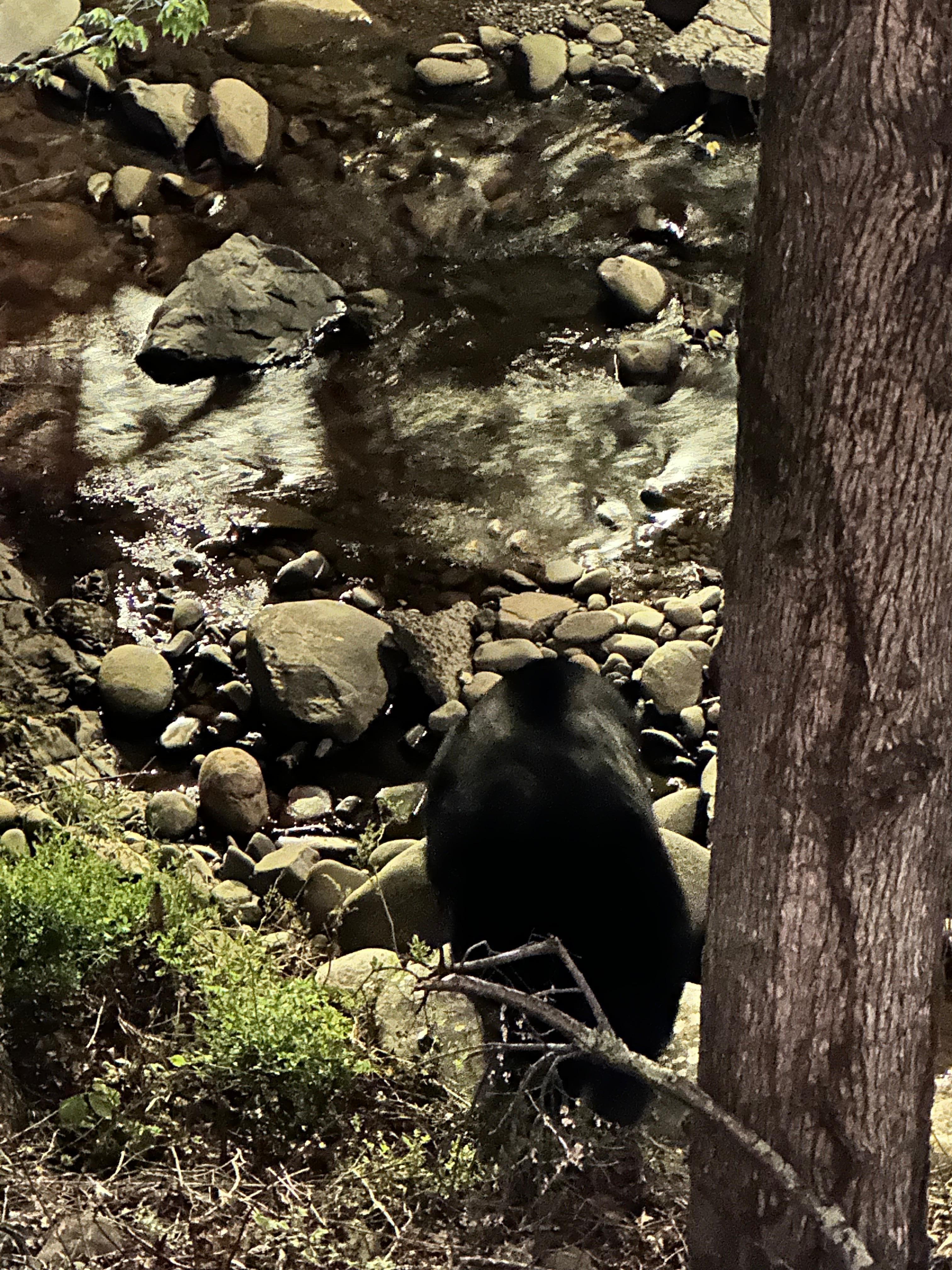 Bear off balcony about 20 feet away.