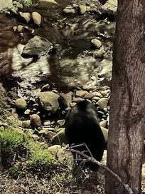 Bear off balcony about 20 feet away.