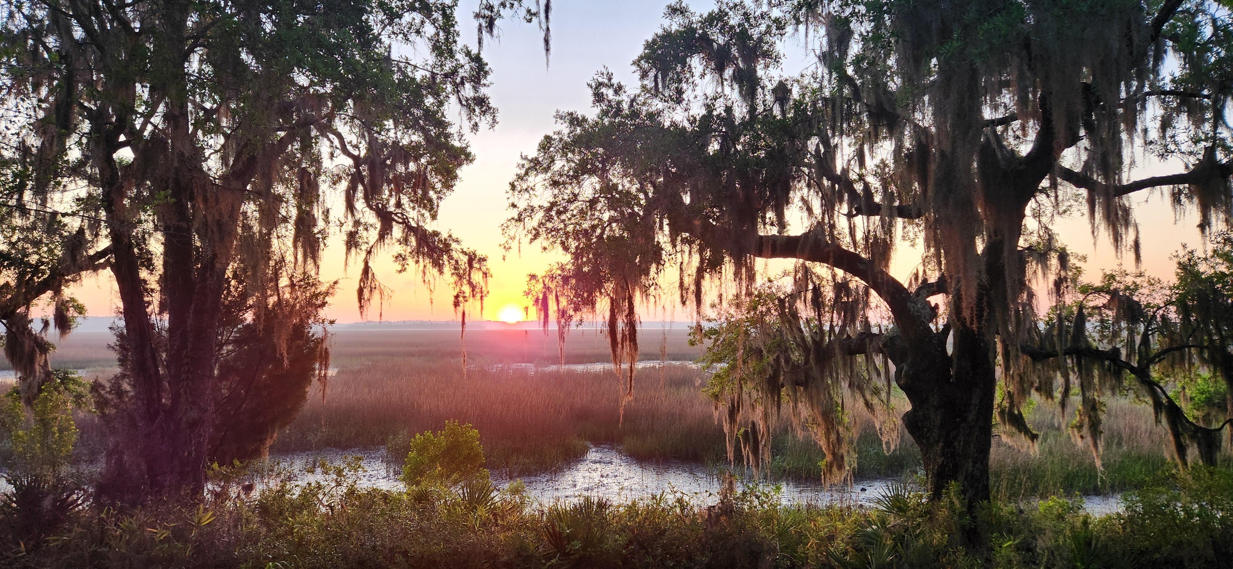 Marsh in the morning sun coming up.
