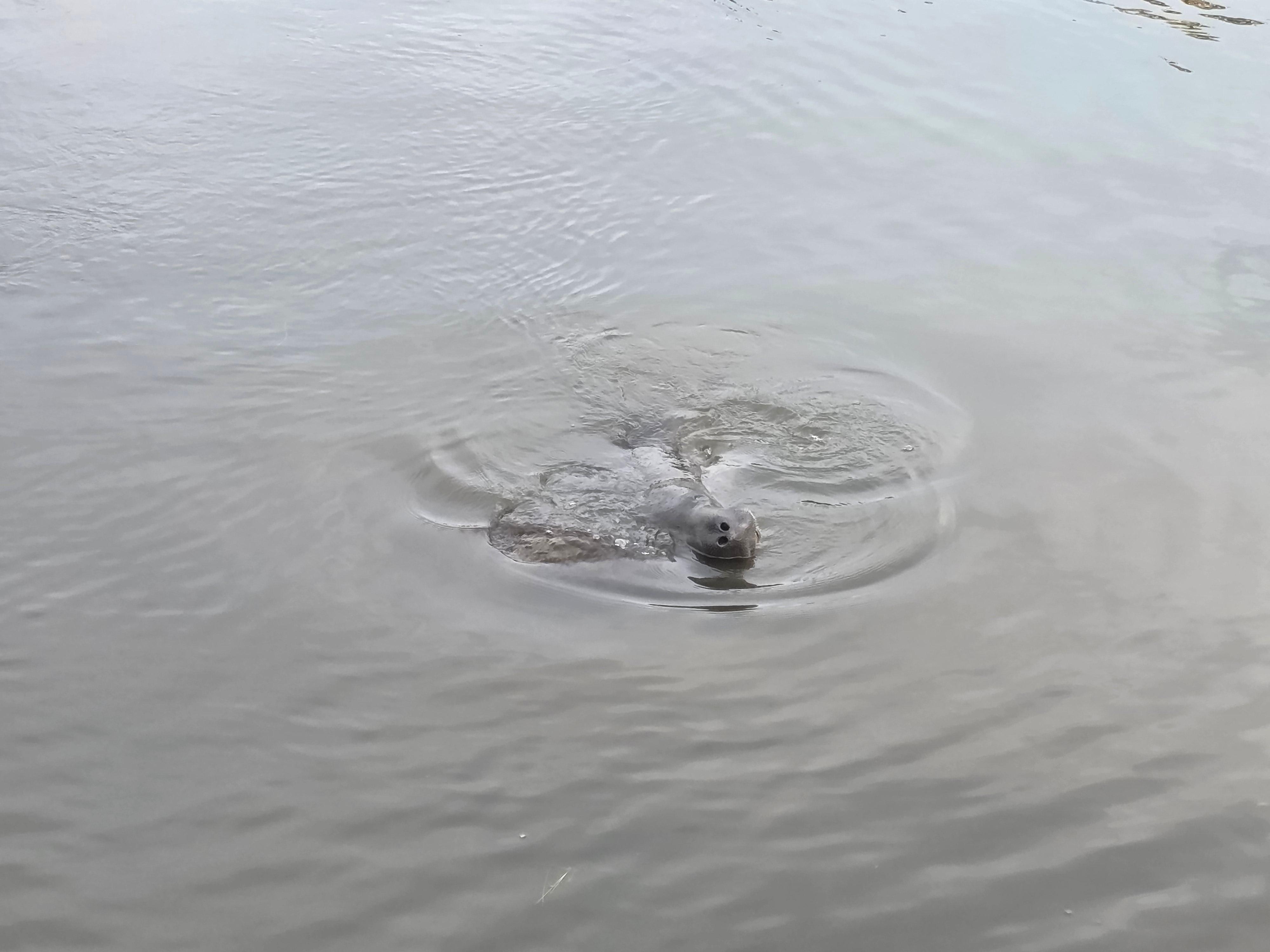 Another manatee (I'm a little obsessed.)