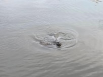 Another manatee (I'm a little obsessed.)