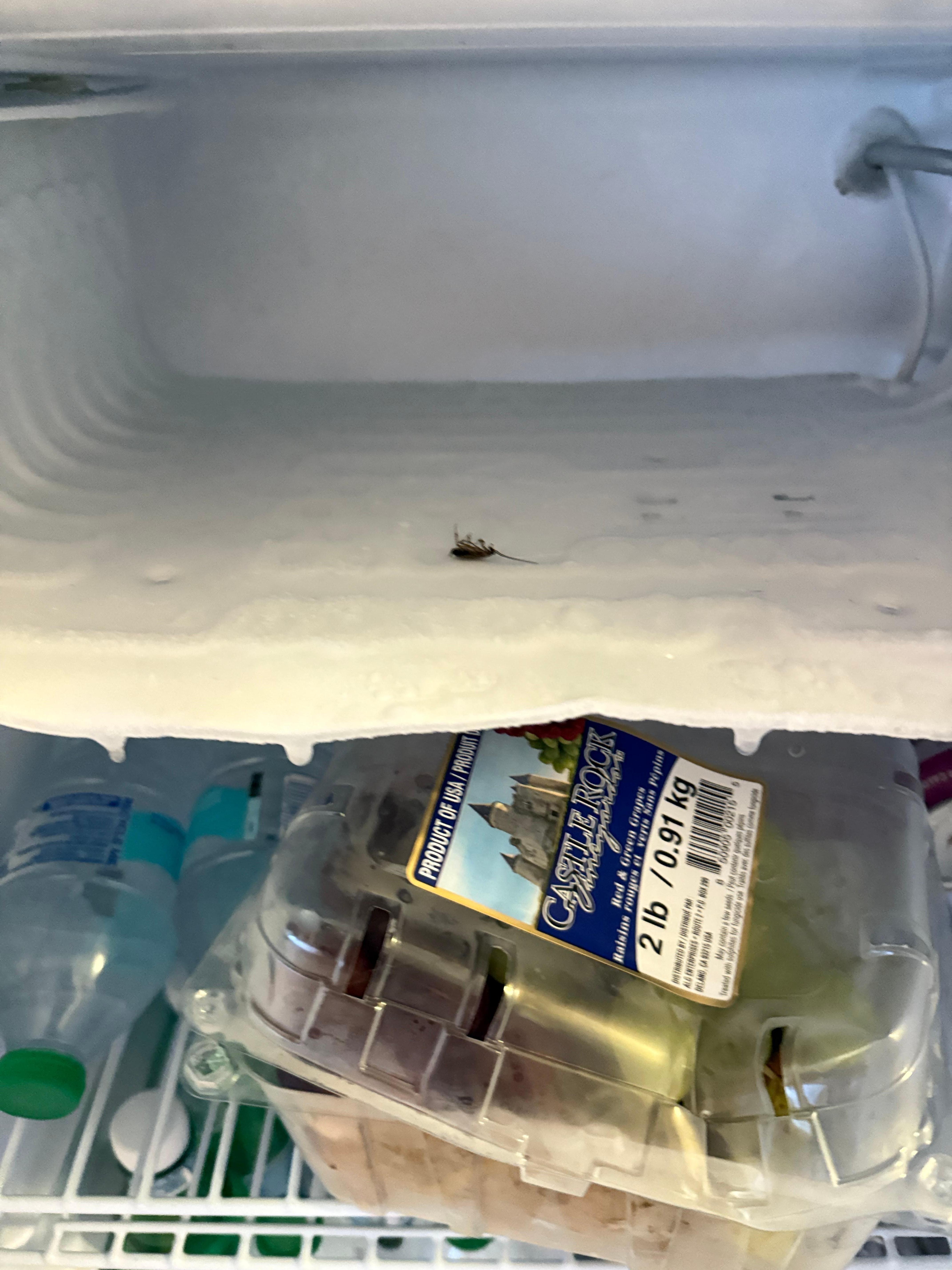 Roaches in the freezer 