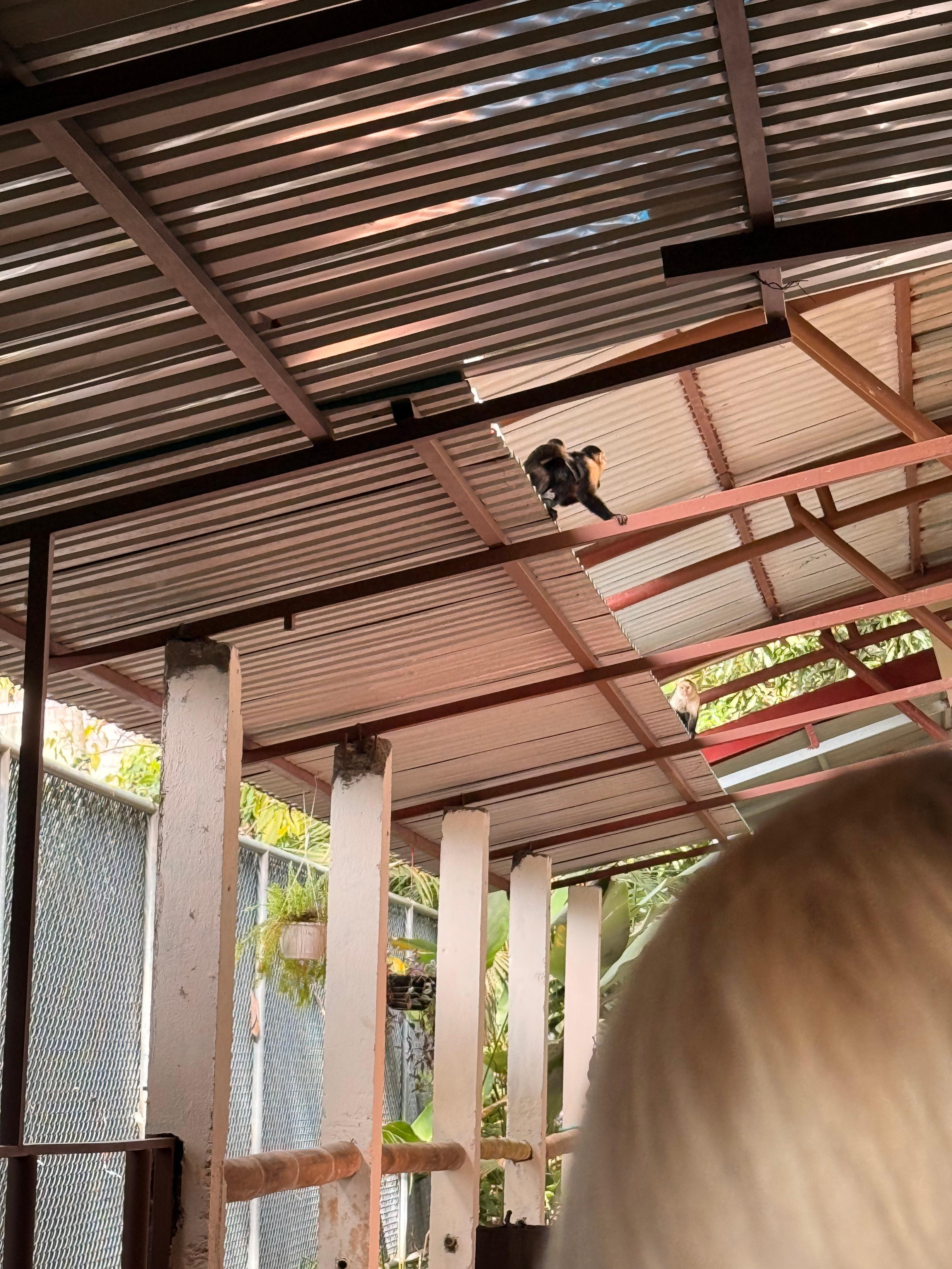 Monkeys will welcome you