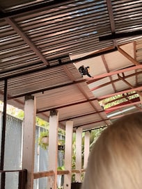 Monkeys will welcome you