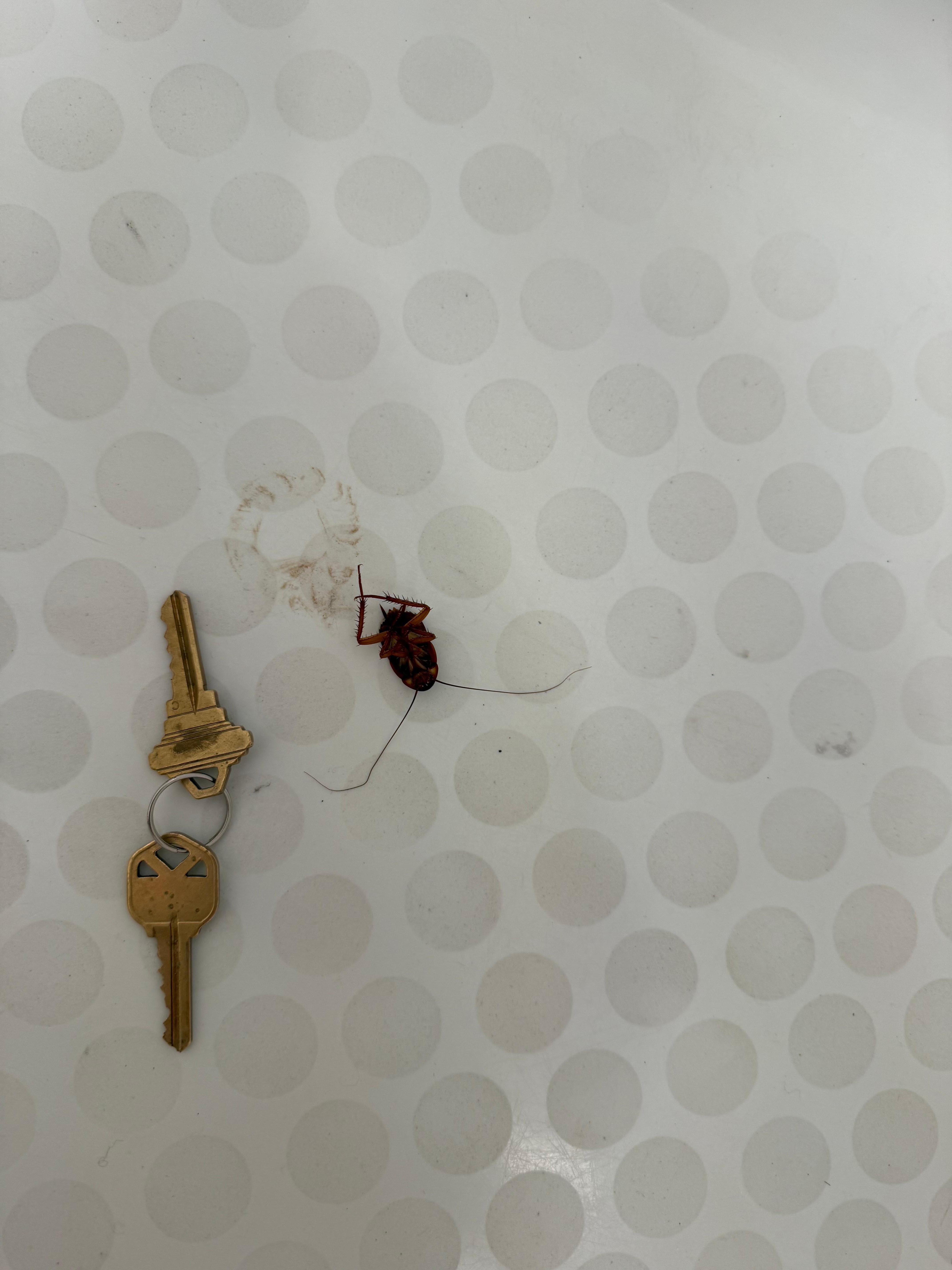 Dead roach in the bathtub. *Key is for context of the size