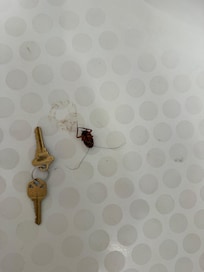 Dead roach in the bathtub. *Key is for context of the size