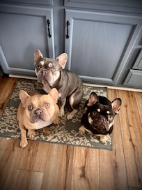 Kitchen with everything. Frenchies not included 😉