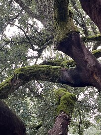 Cork tree
