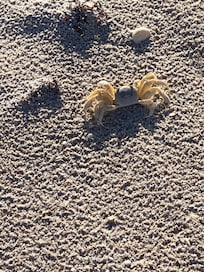 Lots of crab activity