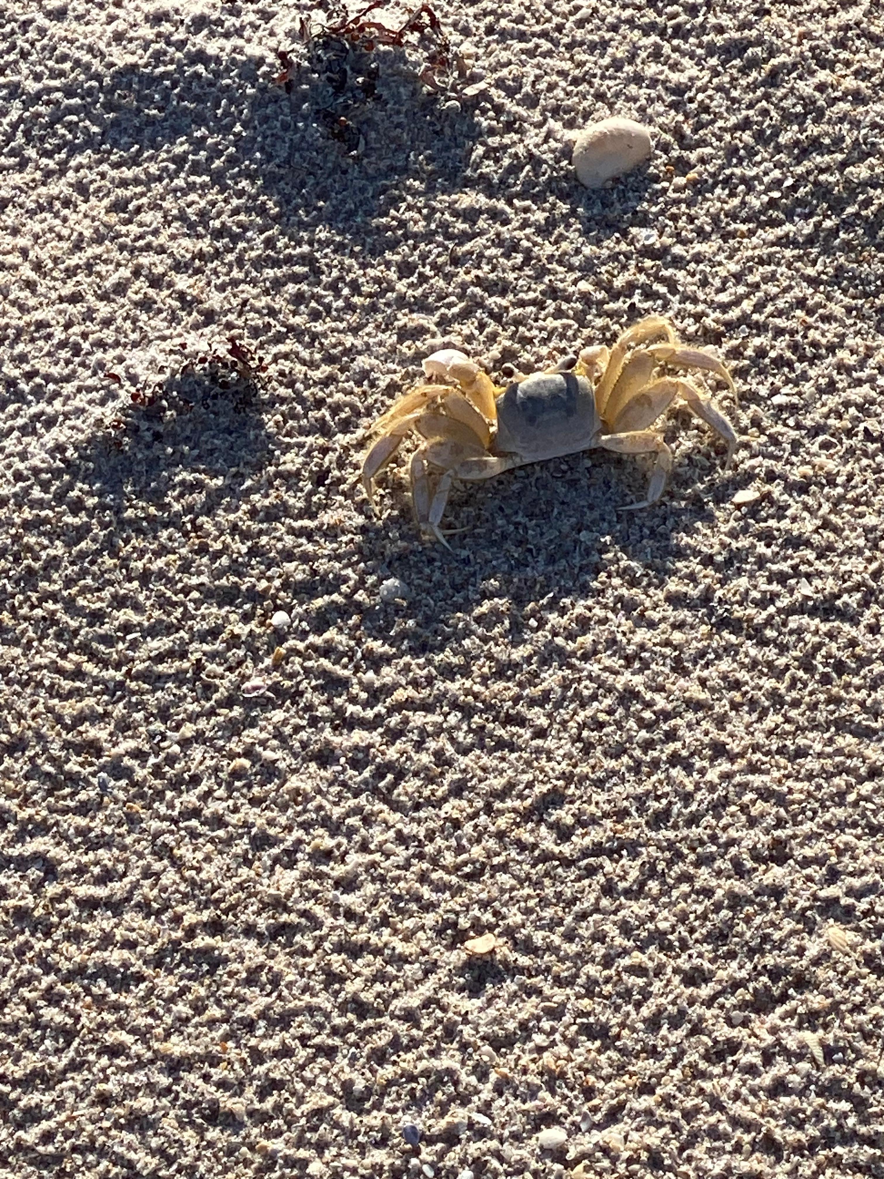 Lots of crab activity