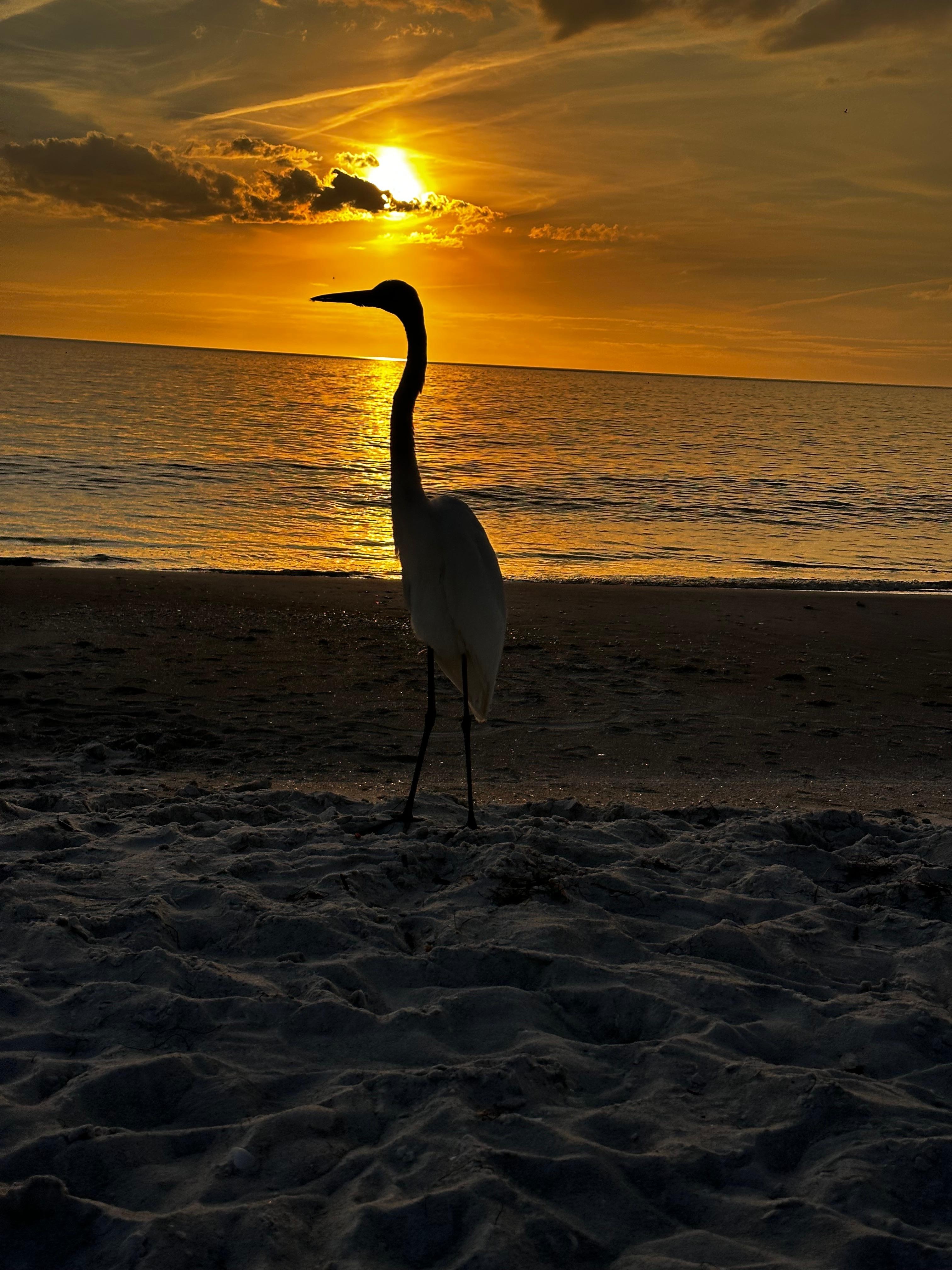 Great White Heron silhouette at sunset