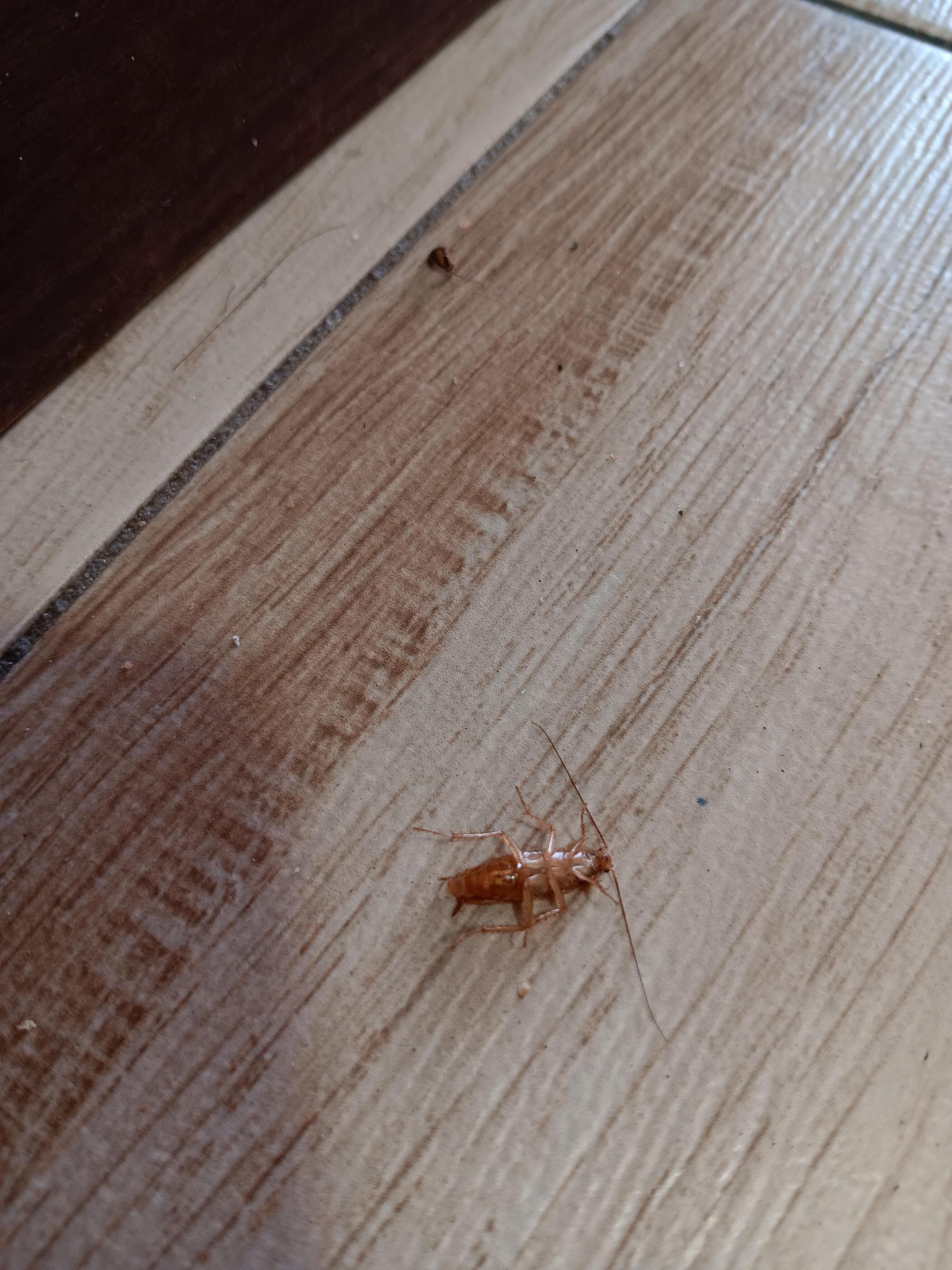 Dying Roach 
Found 3 more 