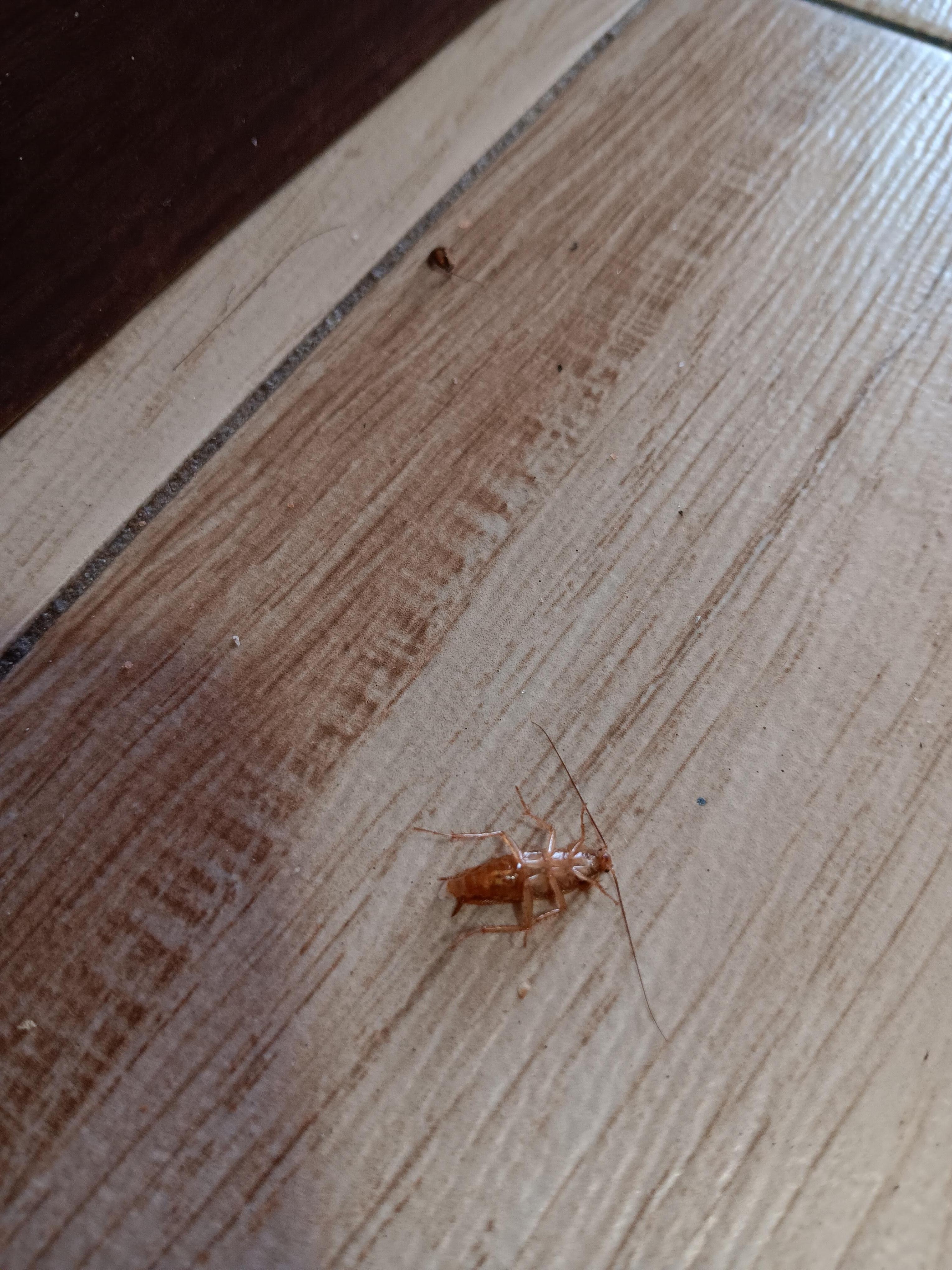 Dying Roach
Found 3 more