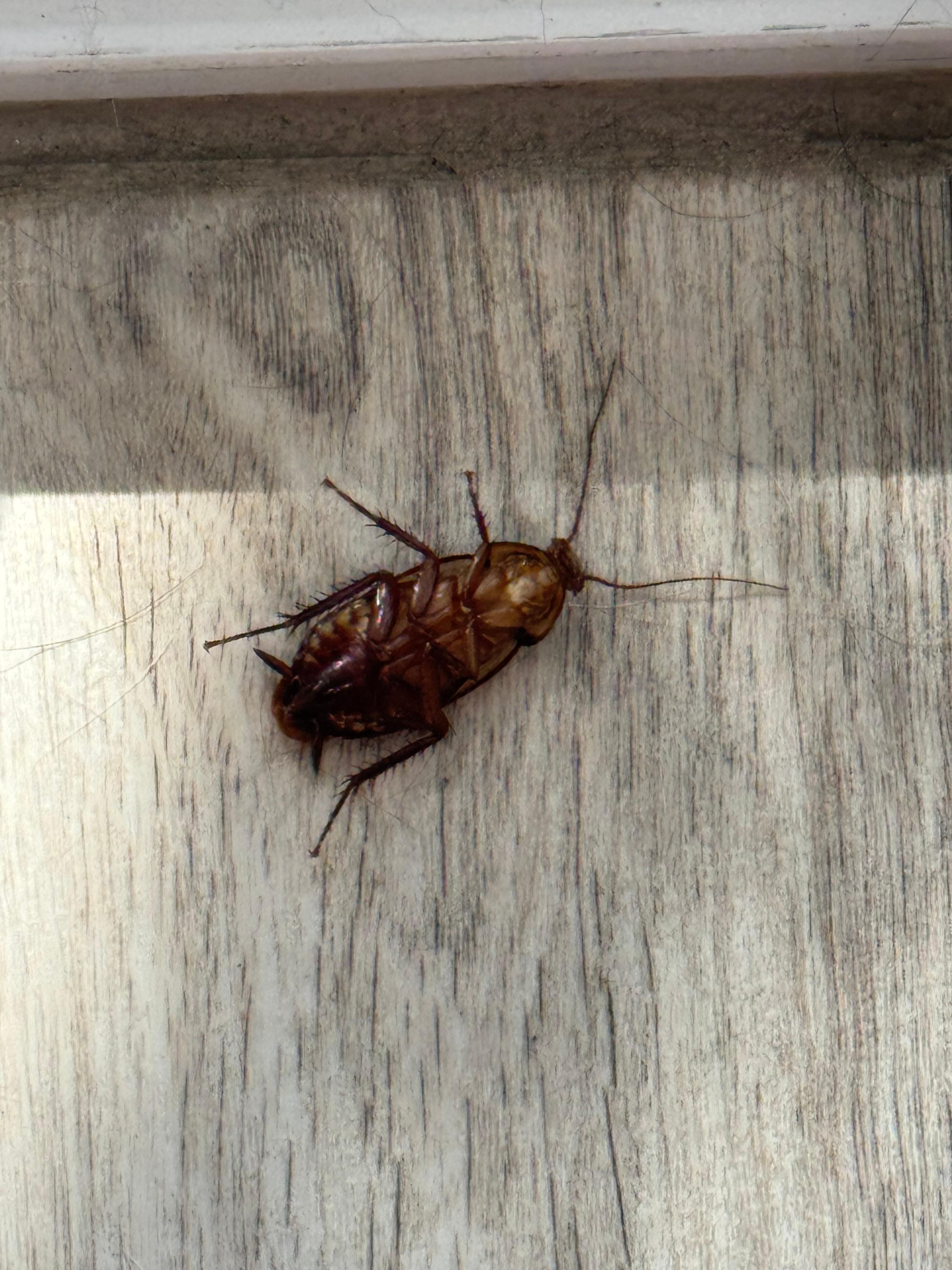 Cockroach in kitchen