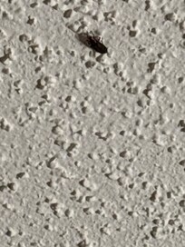Big bug on ceiling