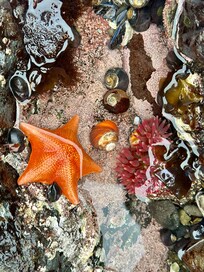 Tide pool explorations in the AM down the steps from the park!