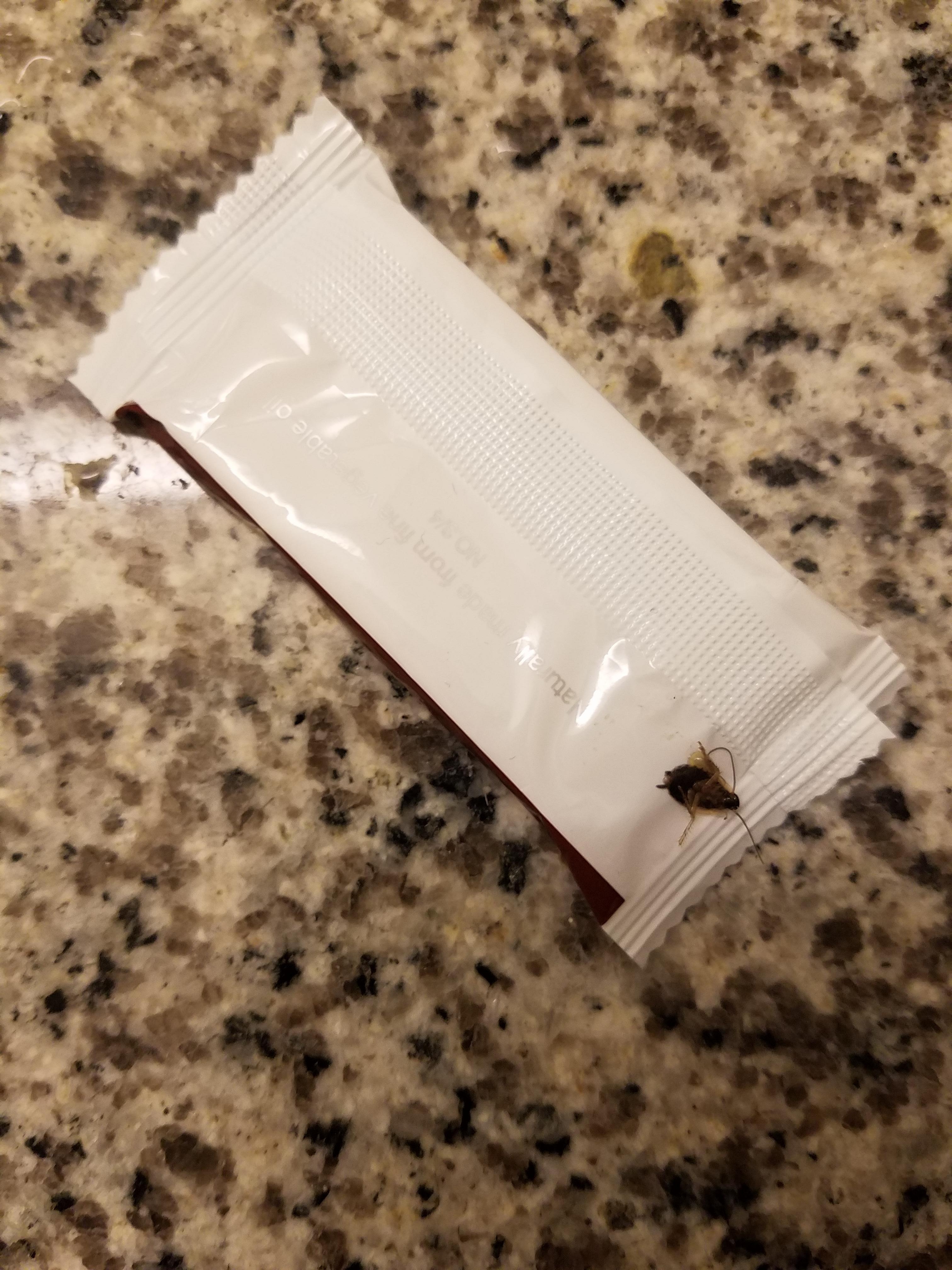 Roaches