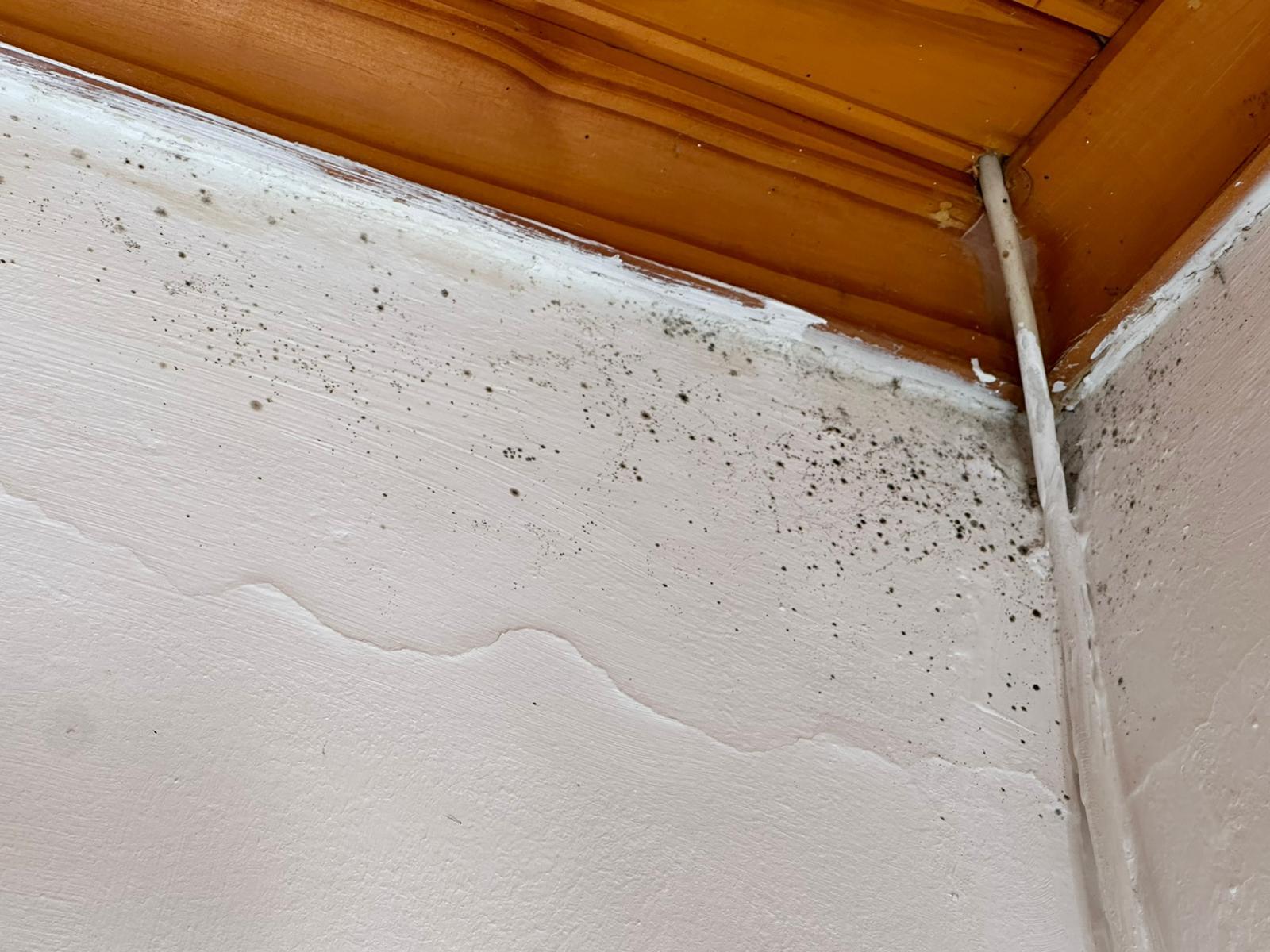 black mold