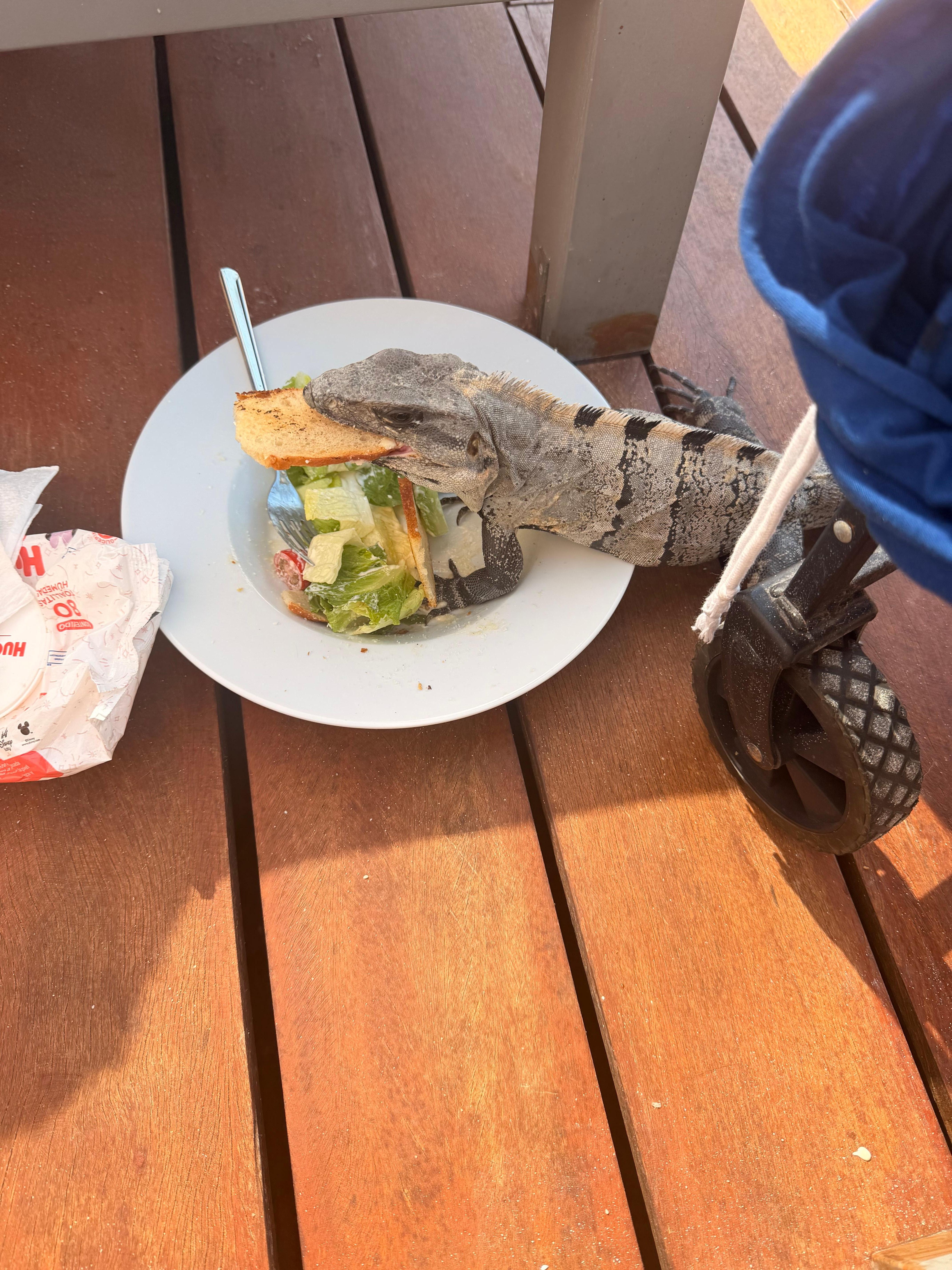 Teniamos un visitante 