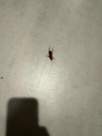 Cockroach on floor