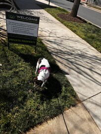 Jody walking the neighborhood/office areas around the hotel.