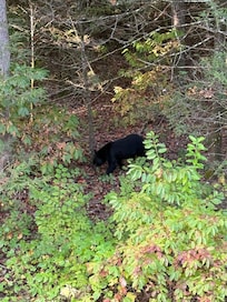 Looking off the first floor deck early one morning while enjoying my coffee.