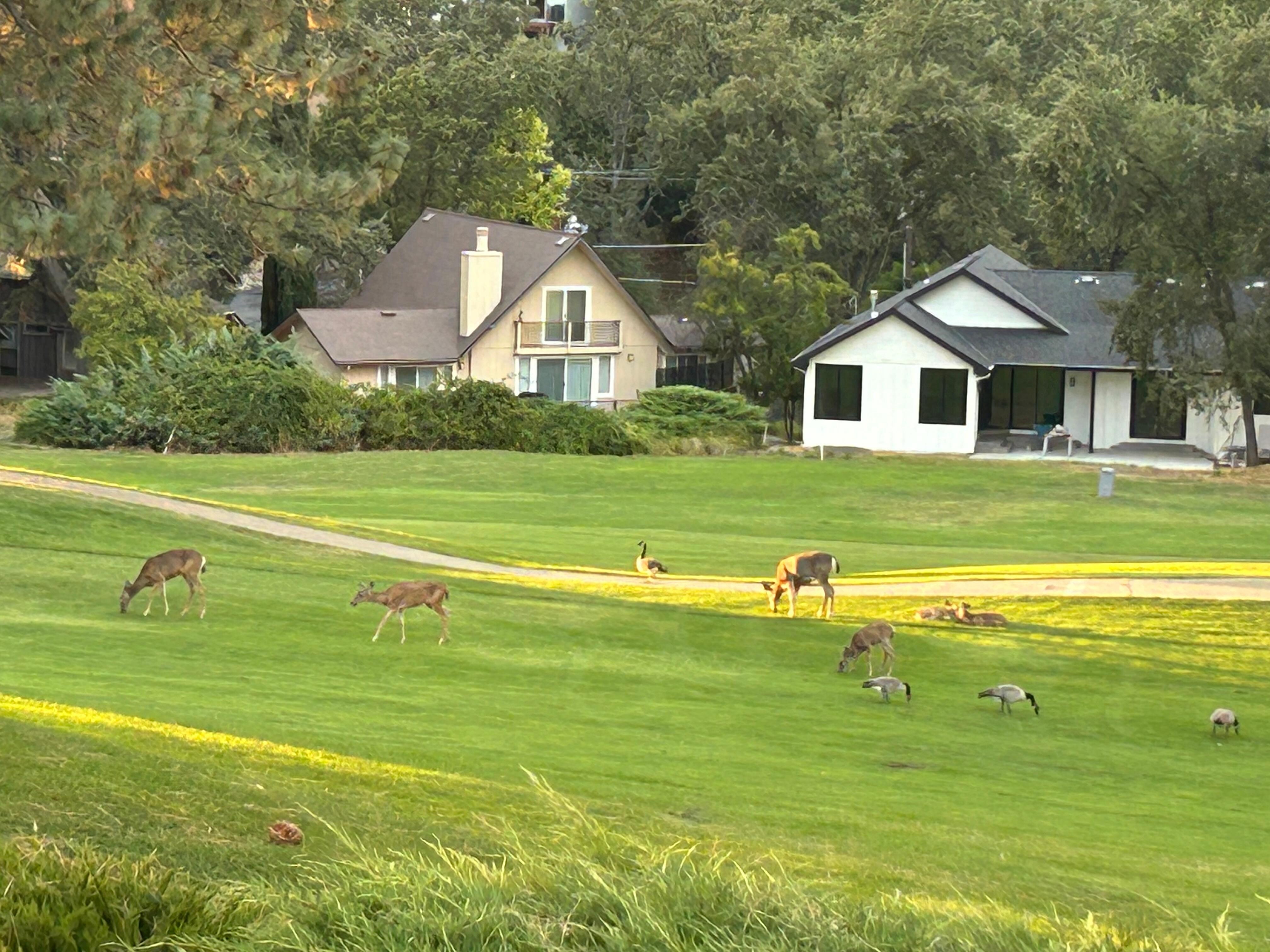 From the back outside deck
