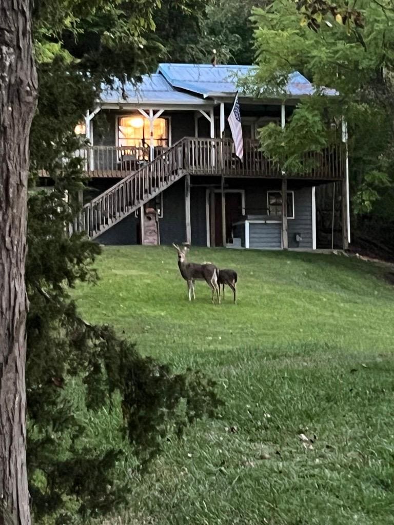 They deer came by frequently to visit which was a treat.
