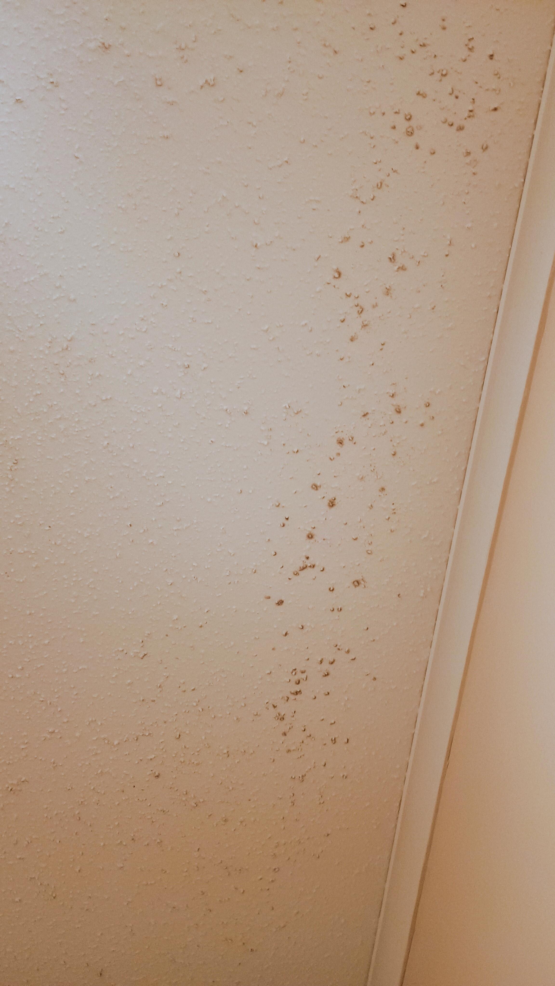 Moldy bathroom ceiling