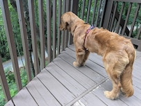 Main area deck is gated off so you don't have to worry about pets wandering away