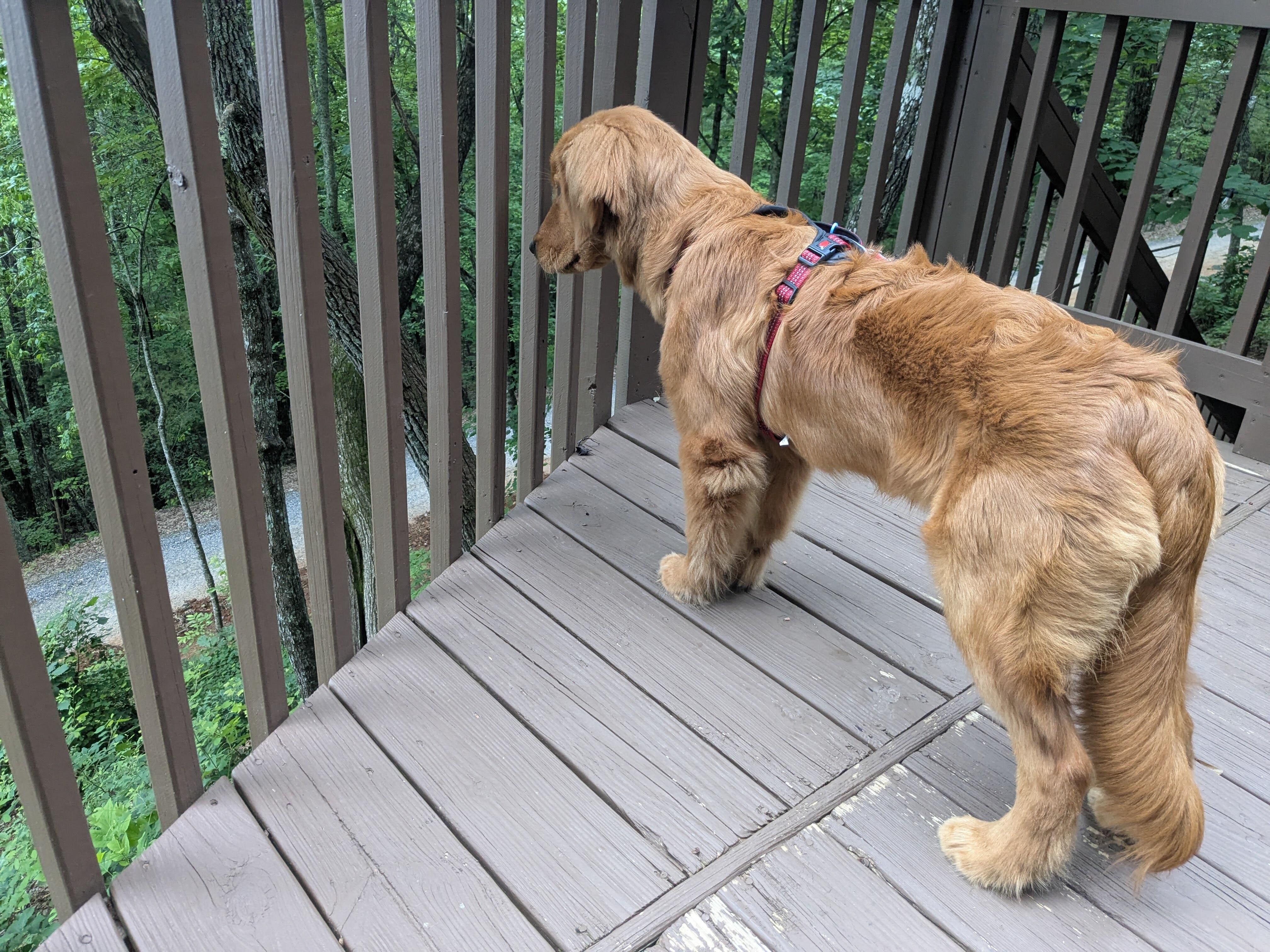 Main area deck is gated off so you don't have to worry about pets wandering away