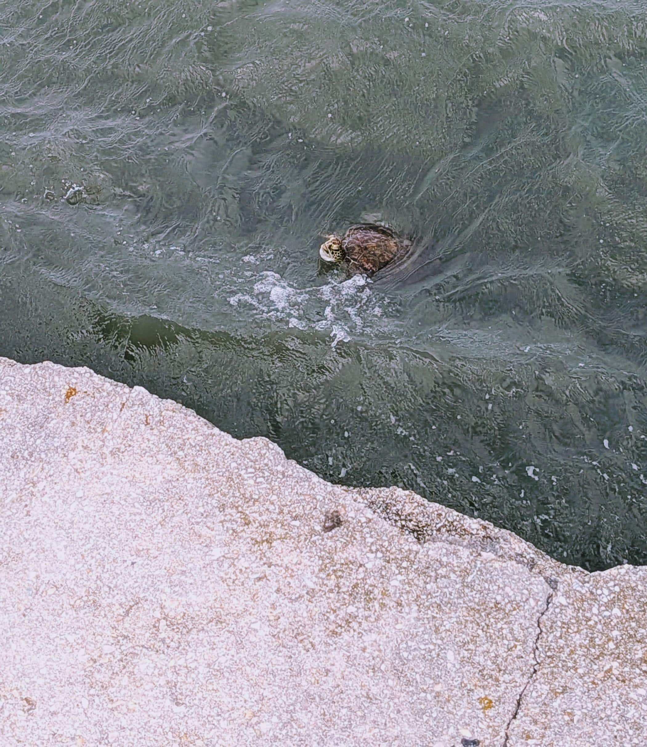 Sea turtle near the fort in St Augustine 