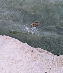 Sea turtle near the fort in St Augustine