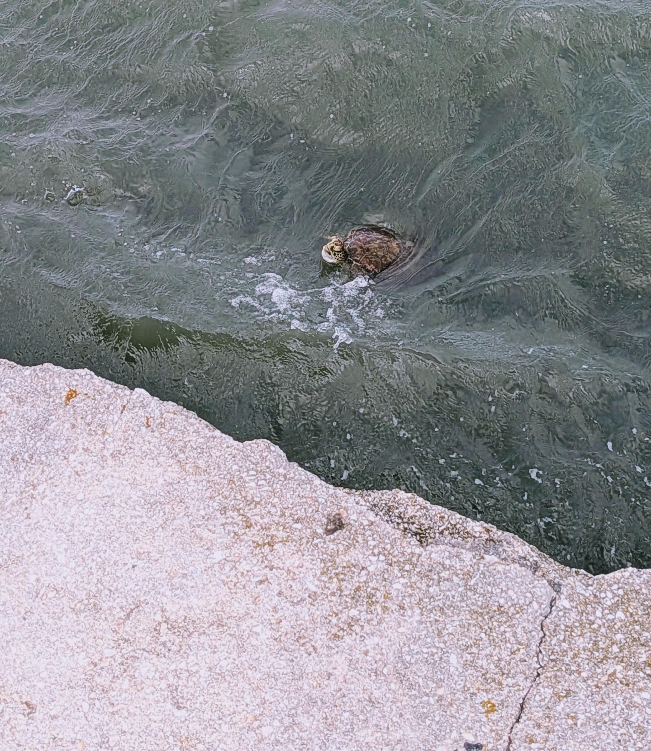 Sea turtle near the fort in St Augustine 