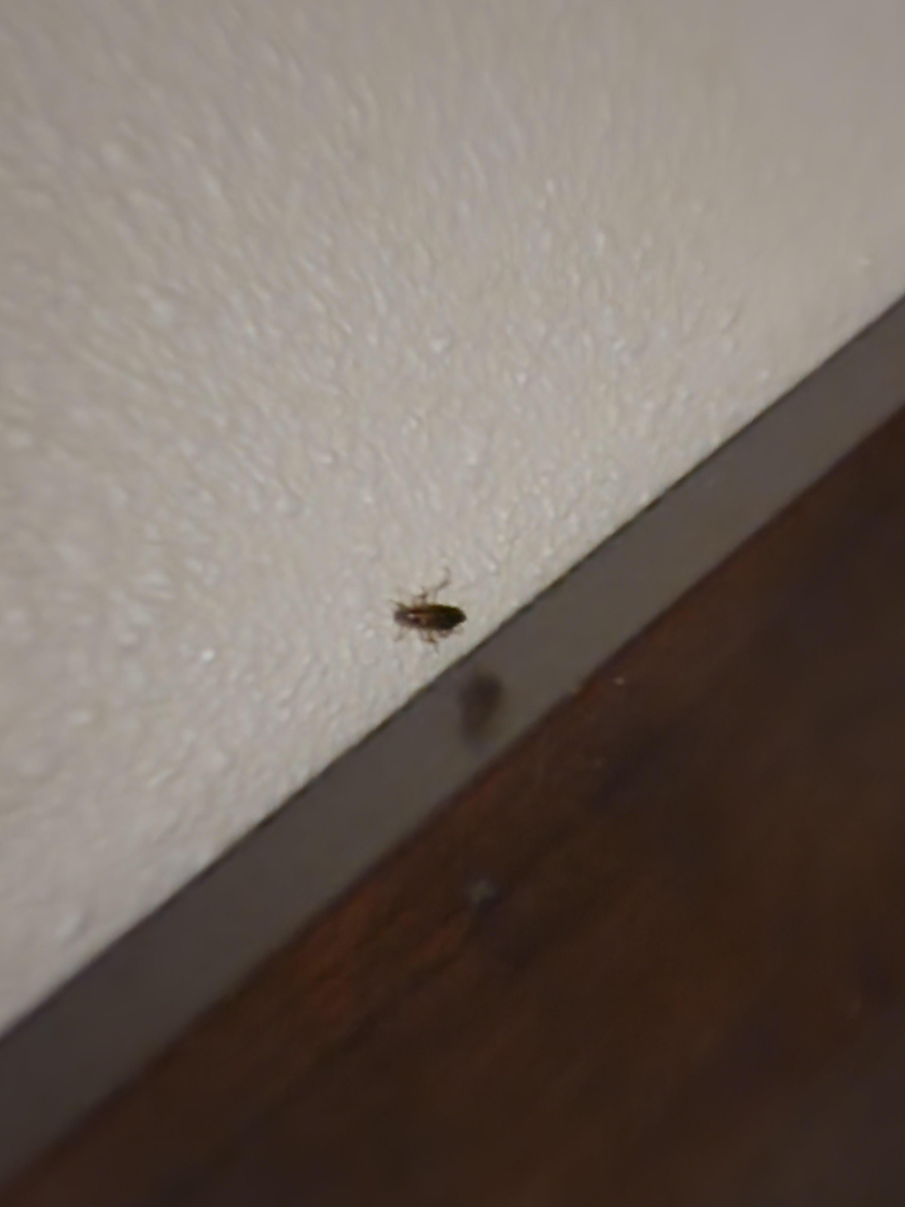 The roach above the bed!