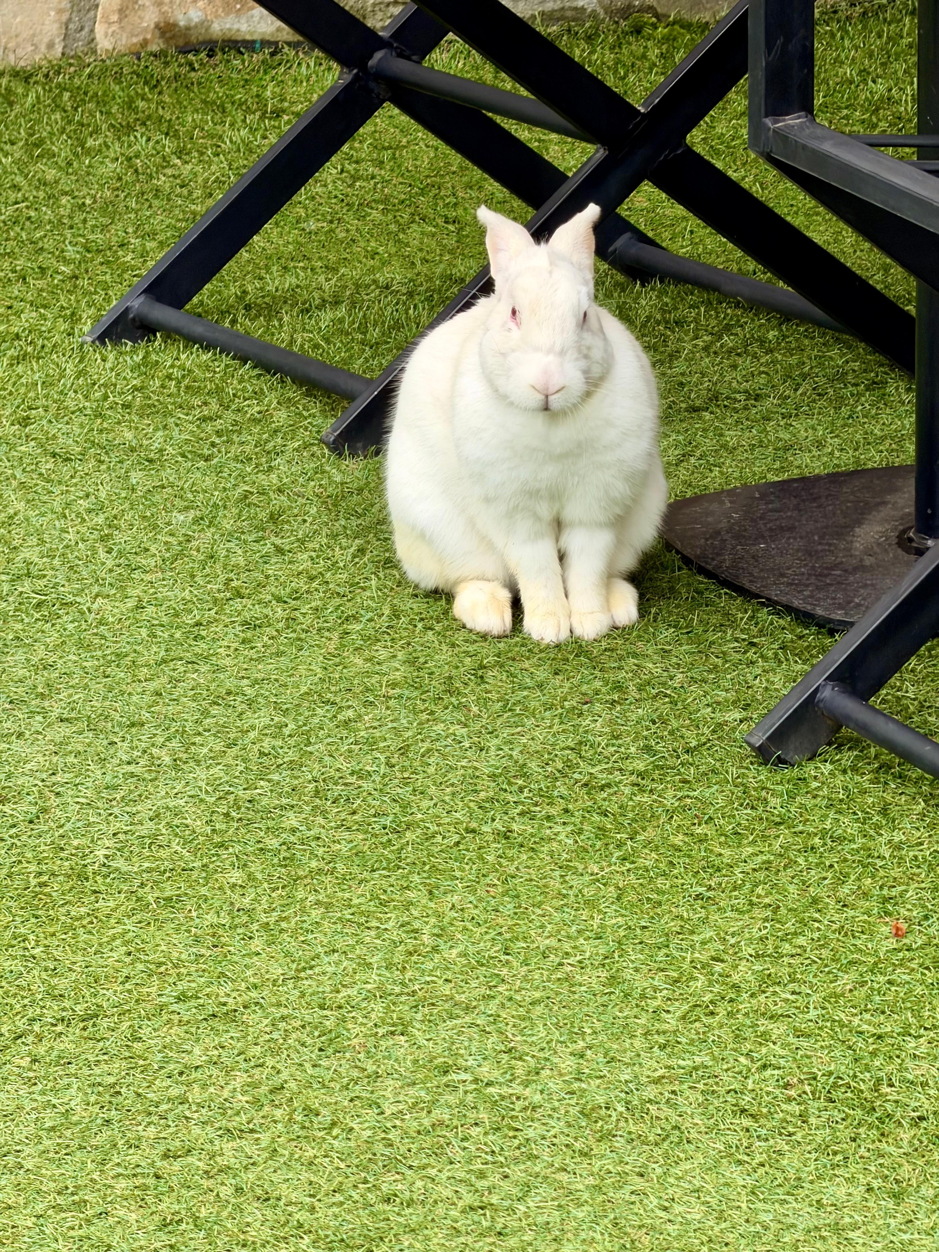 Das Hauskaninchen😊