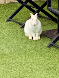 Das Hauskaninchen😊