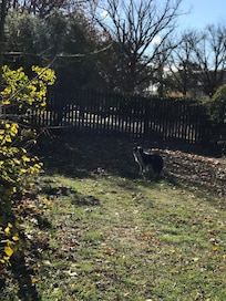 Our dog just loved the garden and didn’t want to come inside