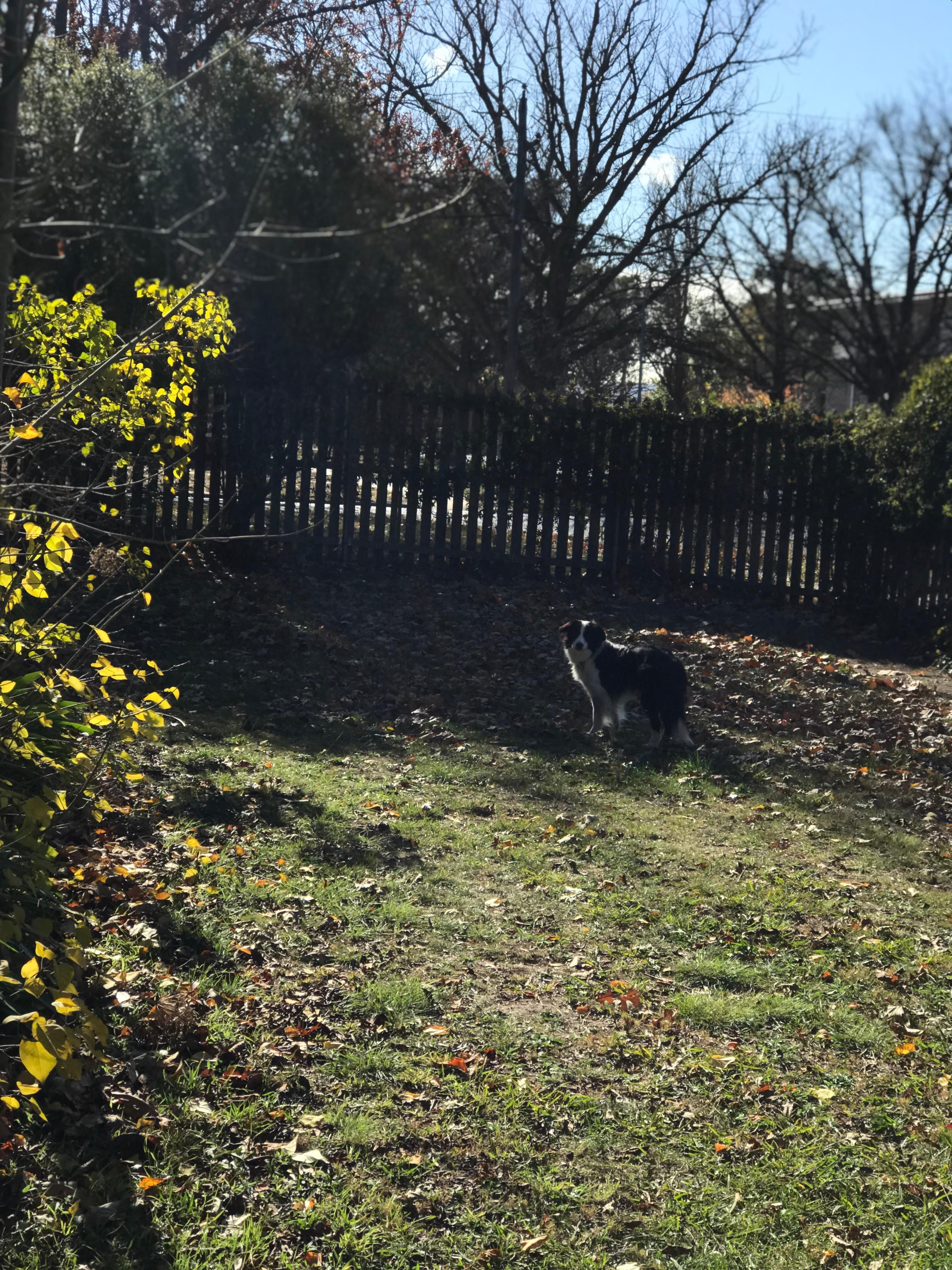 Our dog just loved the garden and didn’t want to come inside 