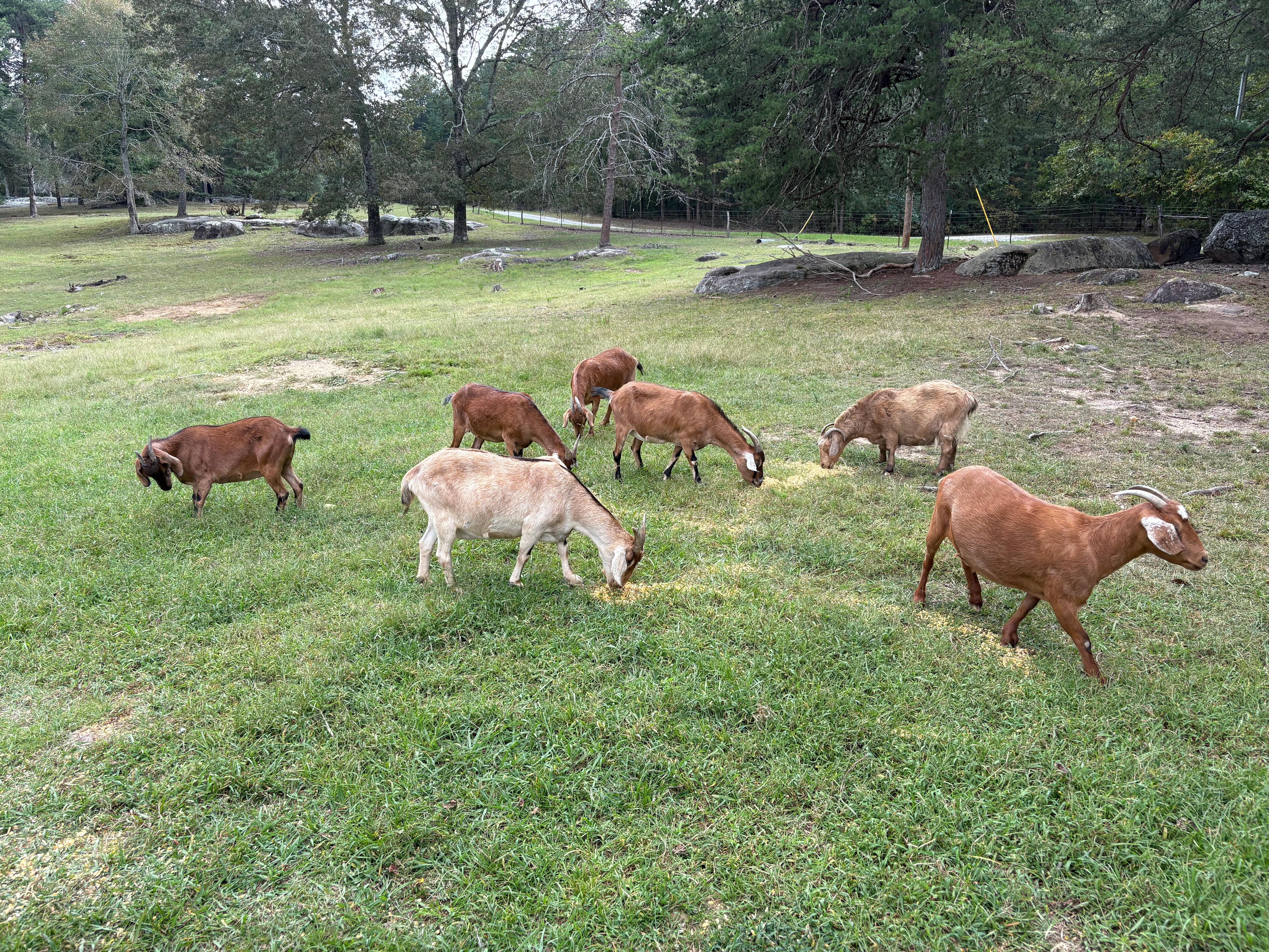 The goats were friendly and well behaved. 